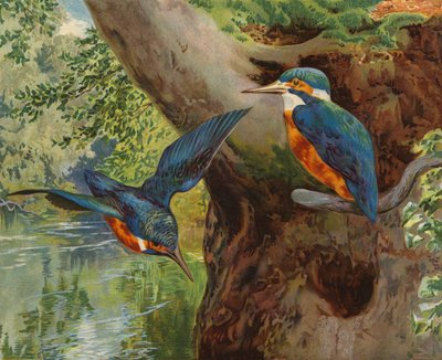 Kuningaskalat (chromolitho) tekijältä Charles Collins