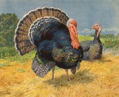 Kalkkunat (chromolitho) tekijältä Charles Collins
