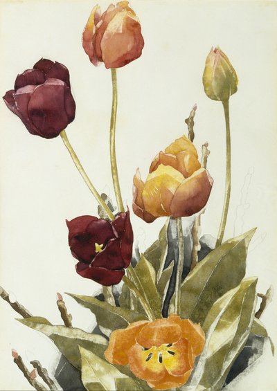 Tulppaanit, 1933 (akvarelli ja grafiitti paperille) tekijältä Charles Demuth