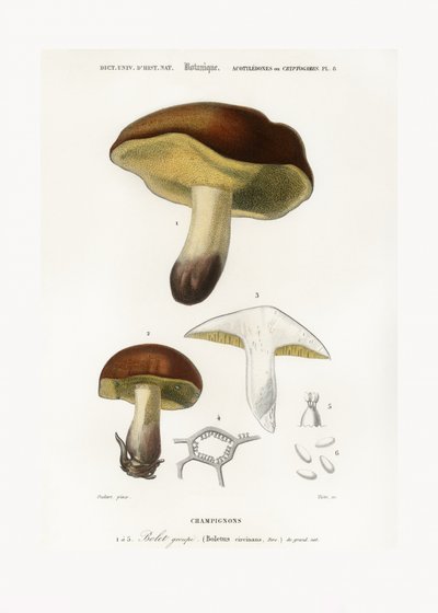 Sieni (Boletus circinans) tekijältä Charles Dessalines D