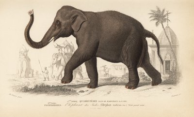 Intian elefantti, Charles D
