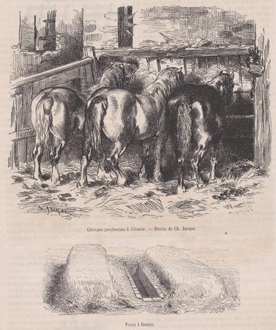 Percheron-hevoset tallissa, lantakuoppa, Magasin Pittoresquelta, n. 1852, n. 1852. tekijältä Charles Emile Jacque