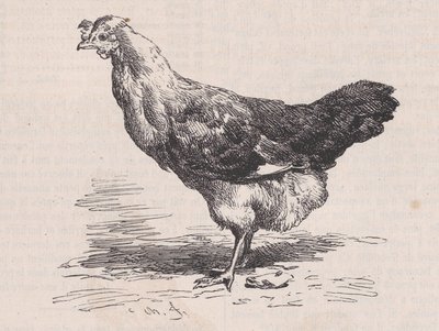 Tavallinen ranskalainen kana, huono kerros., Magasin Pittoresquelta, n. 1852. tekijältä Charles Emile Jacque