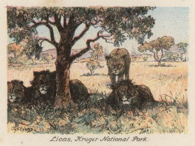 Etelä-Afrikka: Krugerin kansallispuisto (värilitro). tekijältä Charles Ernest Peers