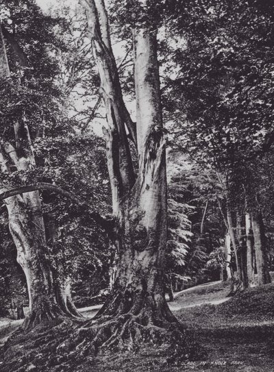 A Glade in Knole Park (s/w-kuva) tekijältä Charles Essenhigh Corke