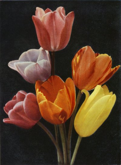 Toukokuun kukkivat tulppaanit (värikuva) tekijältä Charles Essenhigh Corke