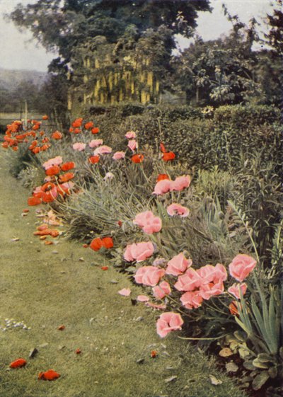Oriental Poppies (värikuva) tekijältä Charles Essenhigh Corke