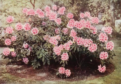 Rhododendron Pink Pearl, "The Heights", Witley, rouva Farnhamin asuinpaikka (värikuva) tekijältä Charles Essenhigh Corke