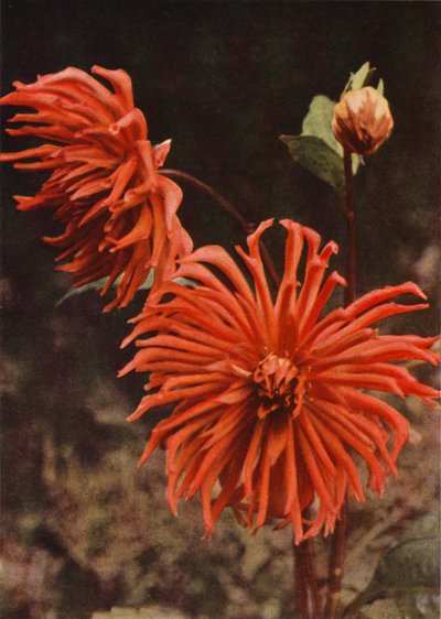 Cactus Dahlia "Brisbane" (värikuva) tekijältä Charles Essenhigh Corke