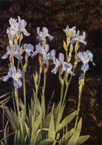 Lippuiiris (värikuva) tekijältä Charles Essenhigh Corke