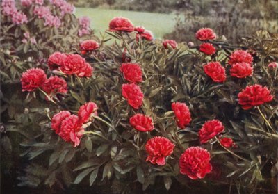 The Old Double Crimson Paeony (värikuva) tekijältä Charles Essenhigh Corke