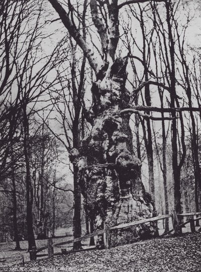 The Old Oak, Knole Park (m/w kuva) tekijältä Charles Essenhigh Corke
