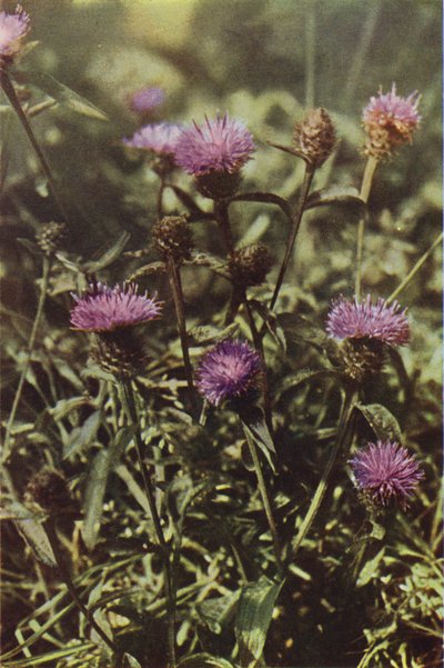 Villikukat: Black Knapweed (värikuva) tekijältä Charles Essenhigh Corke