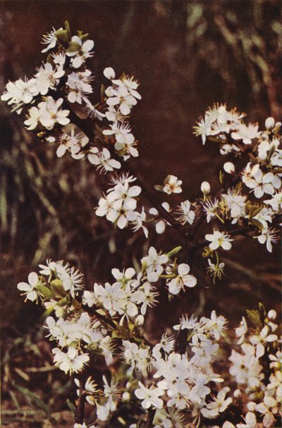 Villikukat: Blackthorn (värikuva) tekijältä Charles Essenhigh Corke