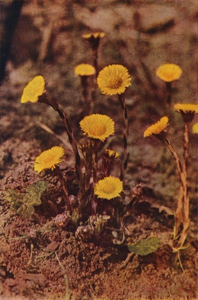 Villikukat: Coltsfoot (värikuva) tekijältä Charles Essenhigh Corke