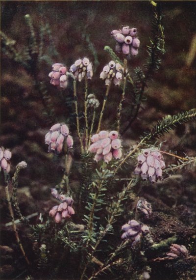 Villikukat: Cross-Leaved Heath (värikuva) tekijältä Charles Essenhigh Corke