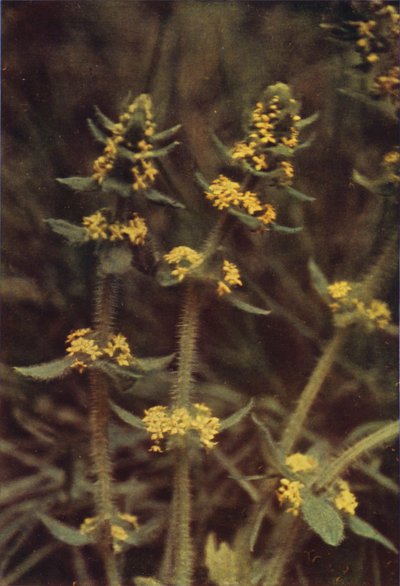 Villikukat: Cross-Wort (värikuva) tekijältä Charles Essenhigh Corke