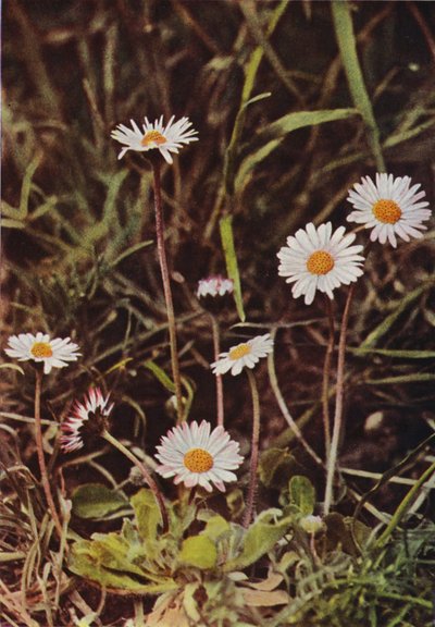 Villikukat: Daisy (värikuva) tekijältä Charles Essenhigh Corke
