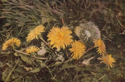 Villikukat: Voikukka (värikuva) tekijältä Charles Essenhigh Corke