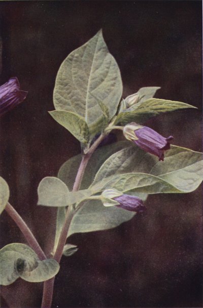 Villikukat: Deadly Nightshade (värikuva) tekijältä Charles Essenhigh Corke