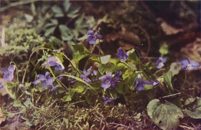 Villikukat: Dog Violet (värikuva) tekijältä Charles Essenhigh Corke
