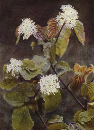 Villikukat: Dogwood (värikuva) tekijältä Charles Essenhigh Corke