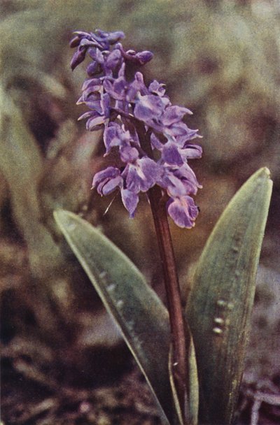 Luonnonkasvit: Early Purple Orchid (värikuva) tekijältä Charles Essenhigh Corke