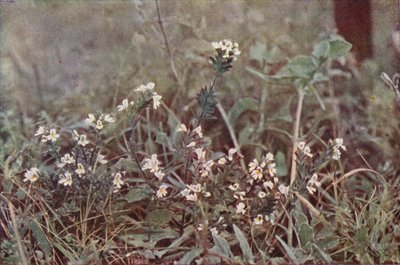 Villikukat: Eyebright (värikuva) tekijältä Charles Essenhigh Corke