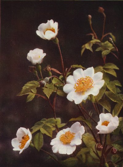 Villikukat: Field Rose (värikuva) tekijältä Charles Essenhigh Corke