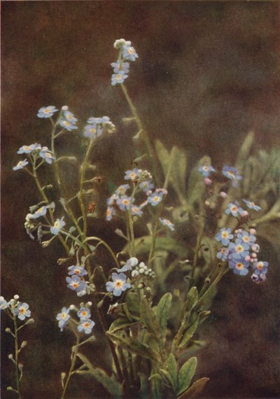 Villikukat: Forget-Me-Not (värikuva) tekijältä Charles Essenhigh Corke