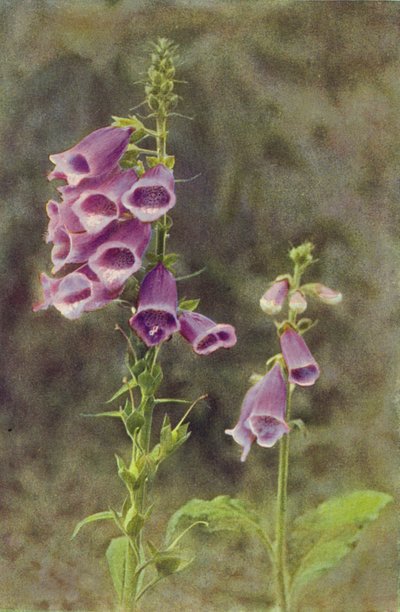 Villikukat: Foxglove (värikuva) tekijältä Charles Essenhigh Corke