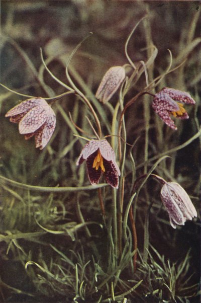 Villikukat: Fritillary (värikuva) tekijältä Charles Essenhigh Corke