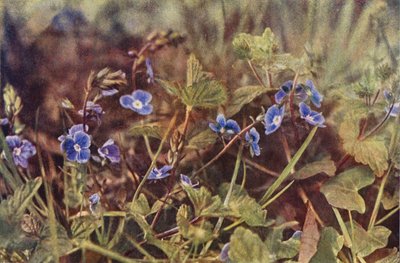 Villikukat: Germander Speedwell (värikuva) tekijältä Charles Essenhigh Corke