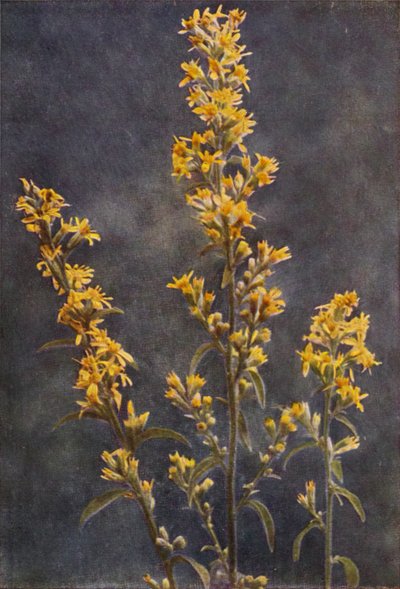 Villikukat: Golden Rod (värikuva) tekijältä Charles Essenhigh Corke