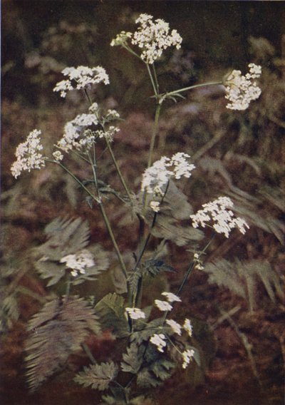 Villikukat: Hedge Persley (värikuva) tekijältä Charles Essenhigh Corke