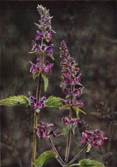 Villikukat: Hedge Stachys (värikuva) tekijältä Charles Essenhigh Corke