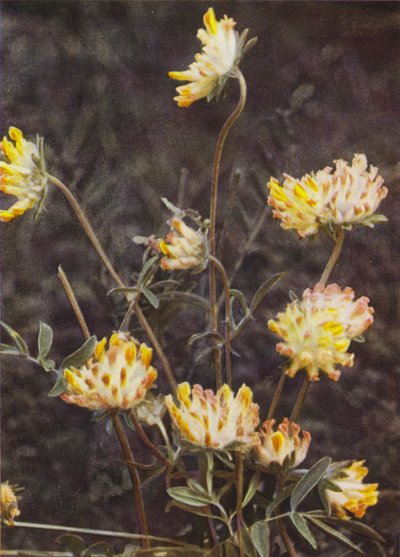 Villikukat: Kidney Vetch (värikuva) tekijältä Charles Essenhigh Corke