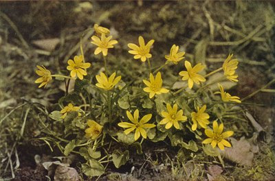 Flors silvestres: celidonia menor (foto en color) finlandès tekijältä Charles Essenhigh Corke