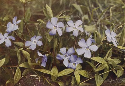 Villikukat: Lesser Periwinkle (värivalokuva) tekijältä Charles Essenhigh Corke