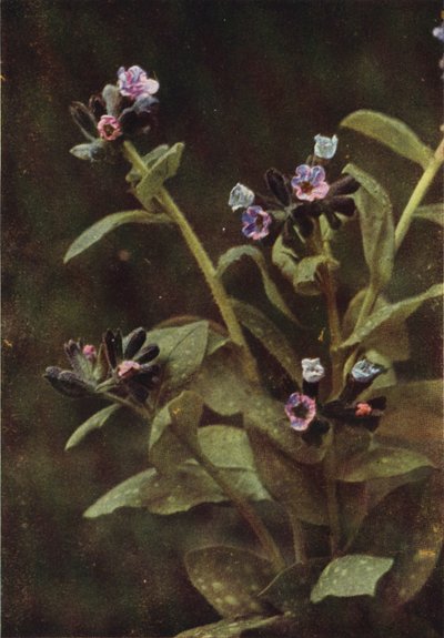 Villikukat: Lungwort (värikuva) tekijältä Charles Essenhigh Corke
