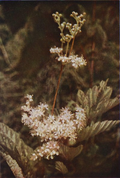 Villikukat: Meadow-Sweet (värikuva) tekijältä Charles Essenhigh Corke