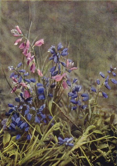 Luonnonvaraiset kukat: Milkwort (värikuva) tekijältä Charles Essenhigh Corke