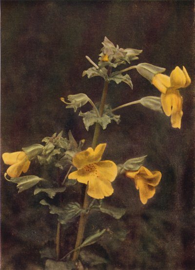 Villikukat: Monkey Flower (värikuva) tekijältä Charles Essenhigh Corke