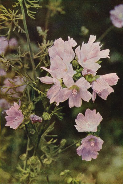 Villikukat: Musk Mallow (värikuva) tekijältä Charles Essenhigh Corke