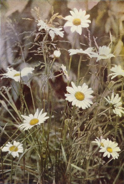 Villikukat: Ox-Eye Daisy (värikuva) tekijältä Charles Essenhigh Corke