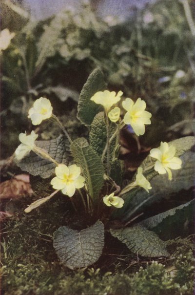 Villikukat: Primrose (värikuva) tekijältä Charles Essenhigh Corke
