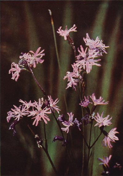 Villikukat: Ragged Robin (värikuva) tekijältä Charles Essenhigh Corke