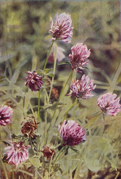 Villikukat: Red Clover (värikuva) tekijältä Charles Essenhigh Corke