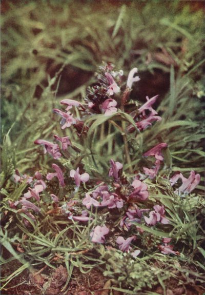 Villikukat: Red Rattle (värikuva) tekijältä Charles Essenhigh Corke