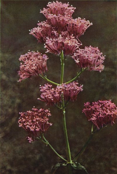 Villikukat: Red Valerian (värikuva) tekijältä Charles Essenhigh Corke
